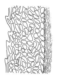 Dicranoloma platycaulon, upper laminal cells at margin, c. ¼ below apex. Drawn from isolectotype, W. Bell s.n., CHR 543119.
 Image: R.C. Wagstaff © Landcare Research 2018 